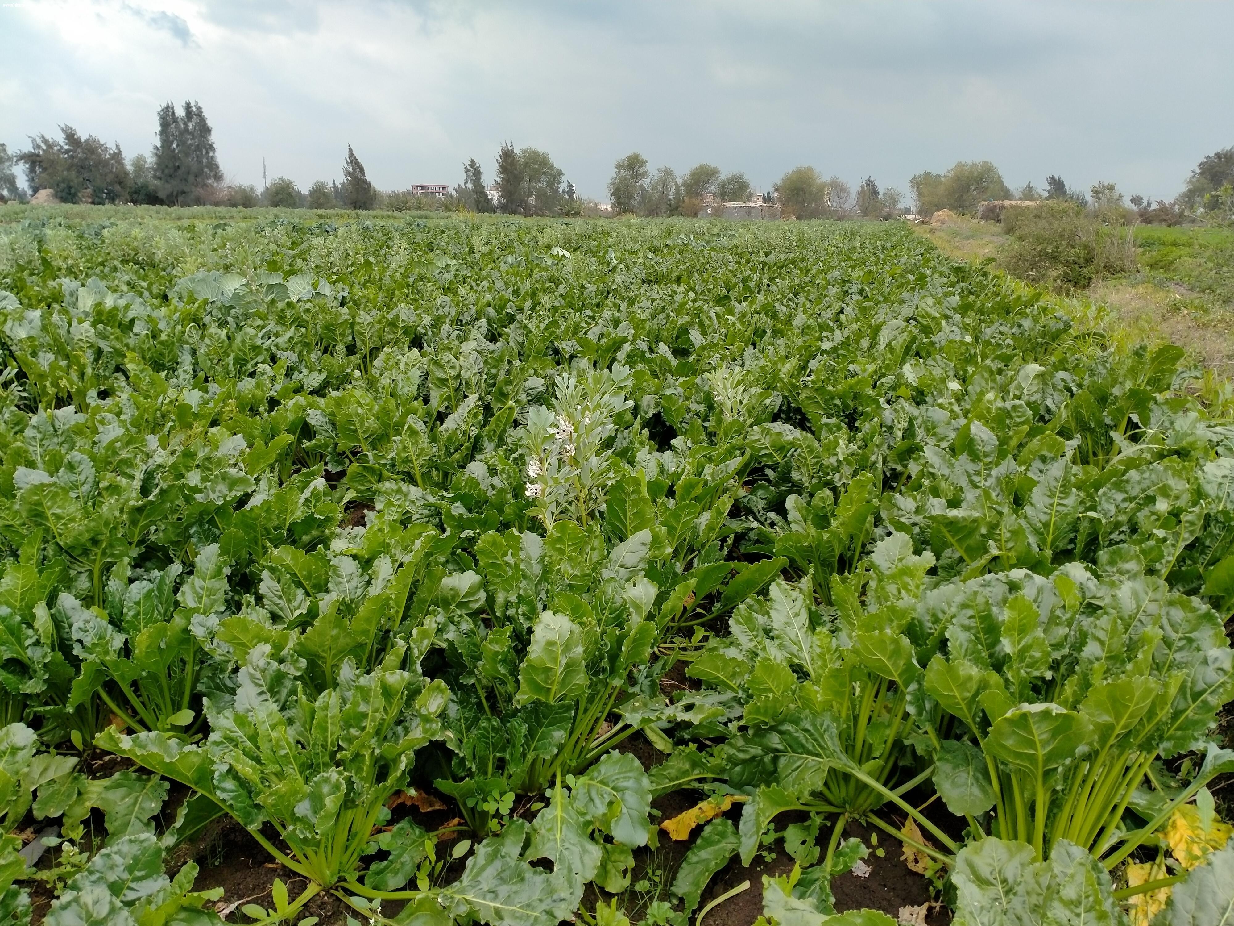 مصانع بنجر السكر تذيق المر للمزارعين وتبدد أحلامهم